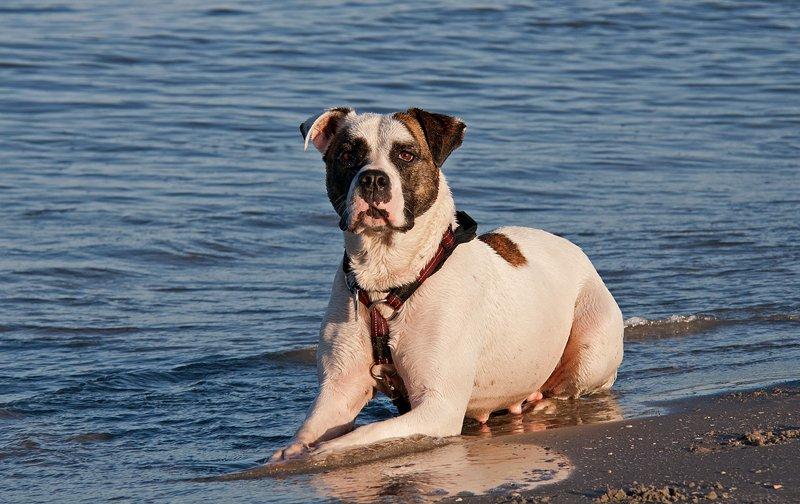 Amerikansk bulldog Freja billede 20