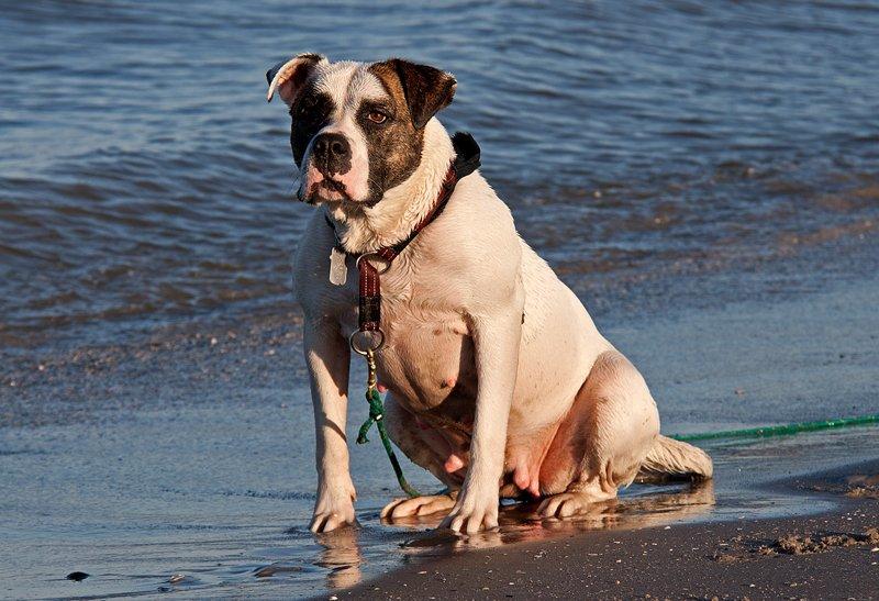 Amerikansk bulldog Freja billede 1