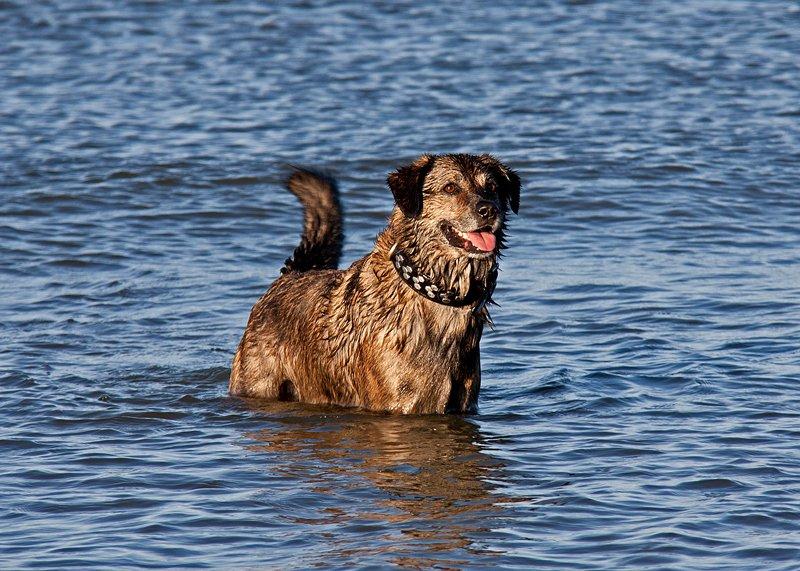 Blanding af racer Tiger billede 1