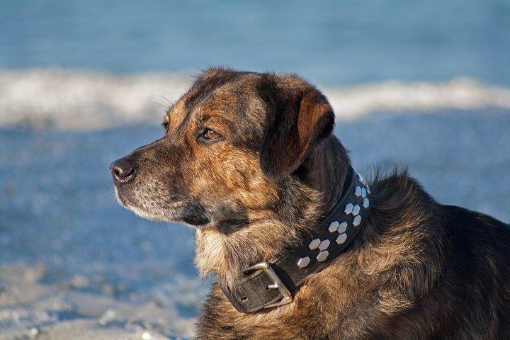 Blanding af racer Tiger billede 20