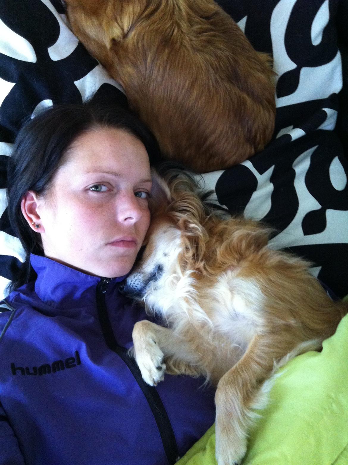 Chihuahua rocky billede 2