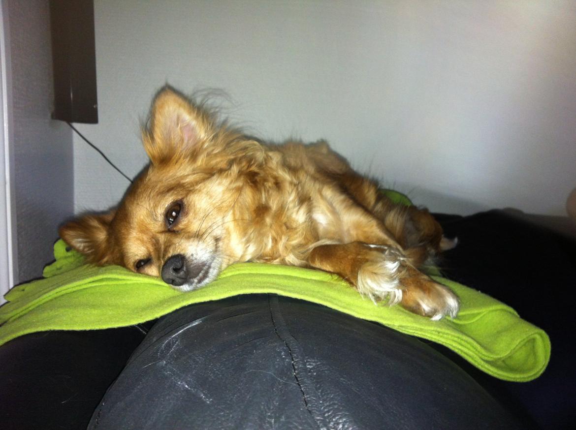 Blanding af racer molly billede 1