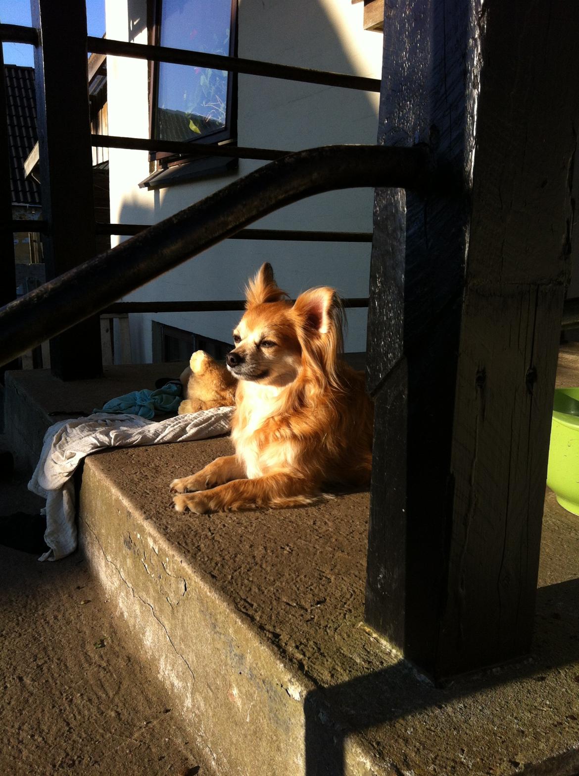 Chihuahua rocky billede 1