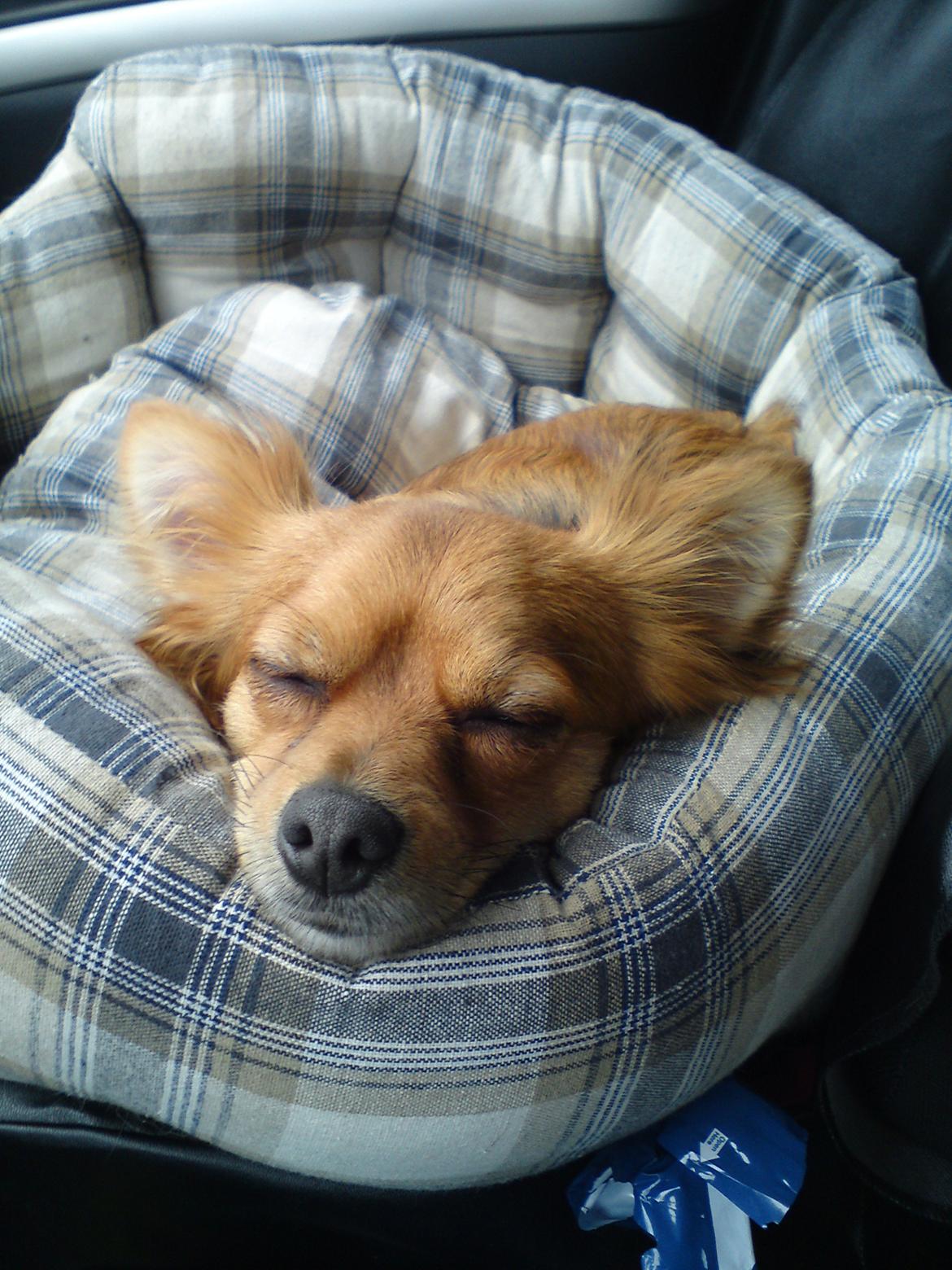 Blanding af racer molly billede 2