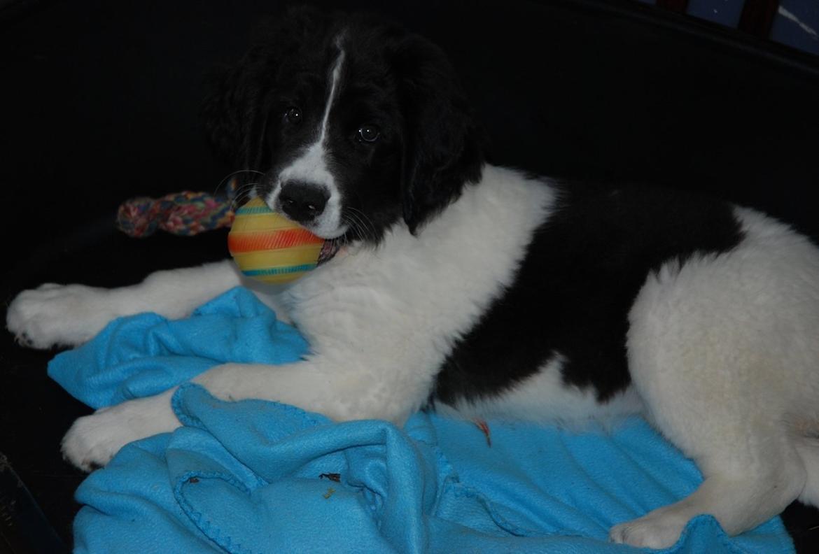 Landseer Luffe - 3 mdr billede 15