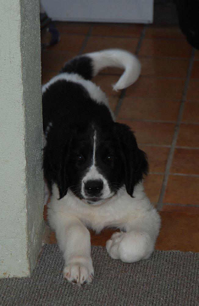 Landseer Luffe - 3 mdr billede 17