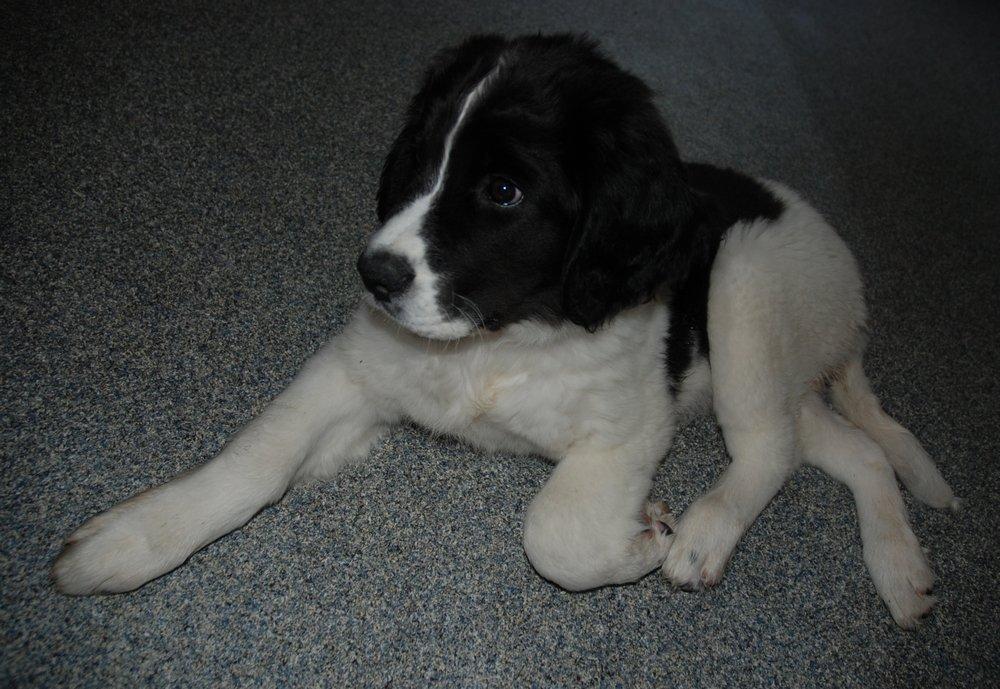 Landseer Luffe - 10 uger billede 19