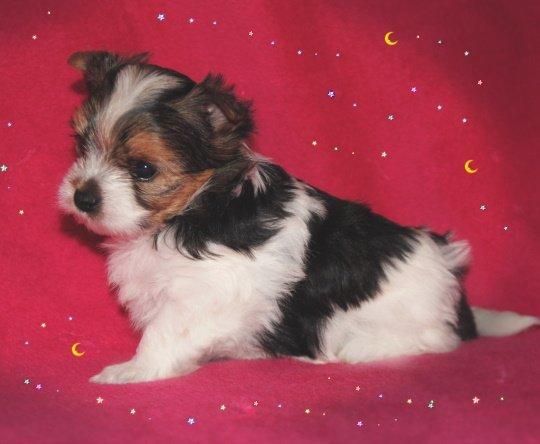 Biewer yorkshire terrier LULU billede 16