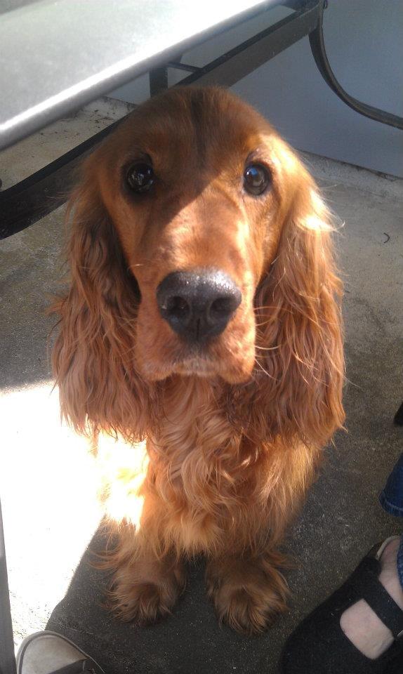 Cocker spaniel Hannibal<3 billede 9