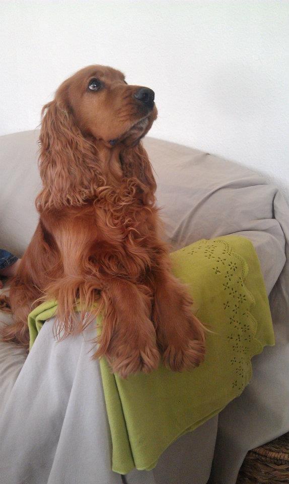 Cocker spaniel Hannibal<3 billede 2