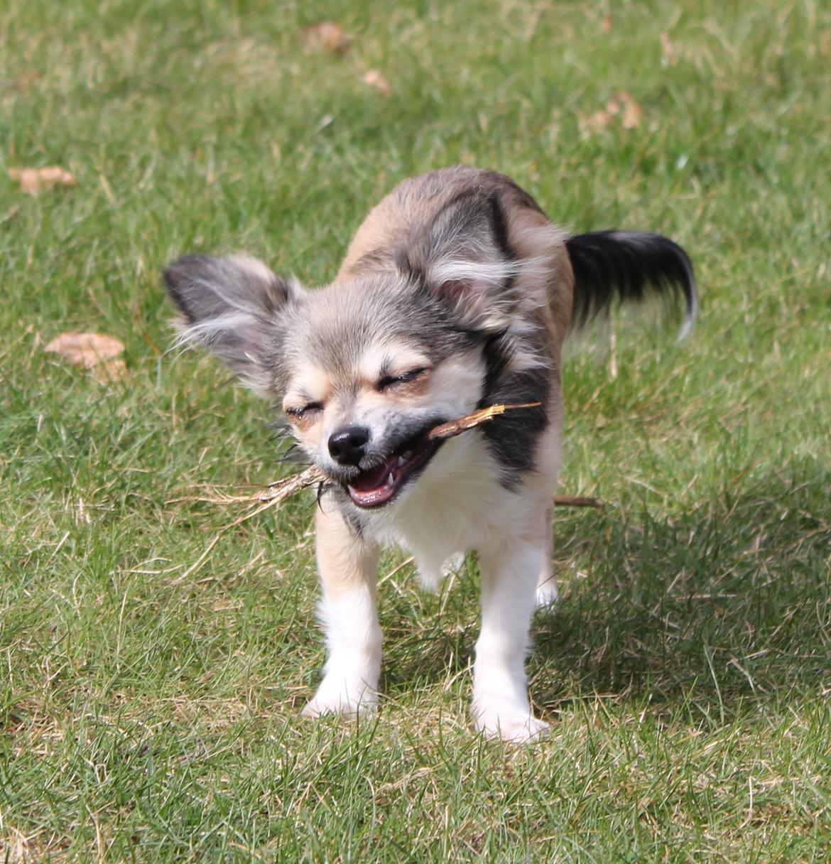 Chihuahua High Fly Stuart little (silver) billede 1