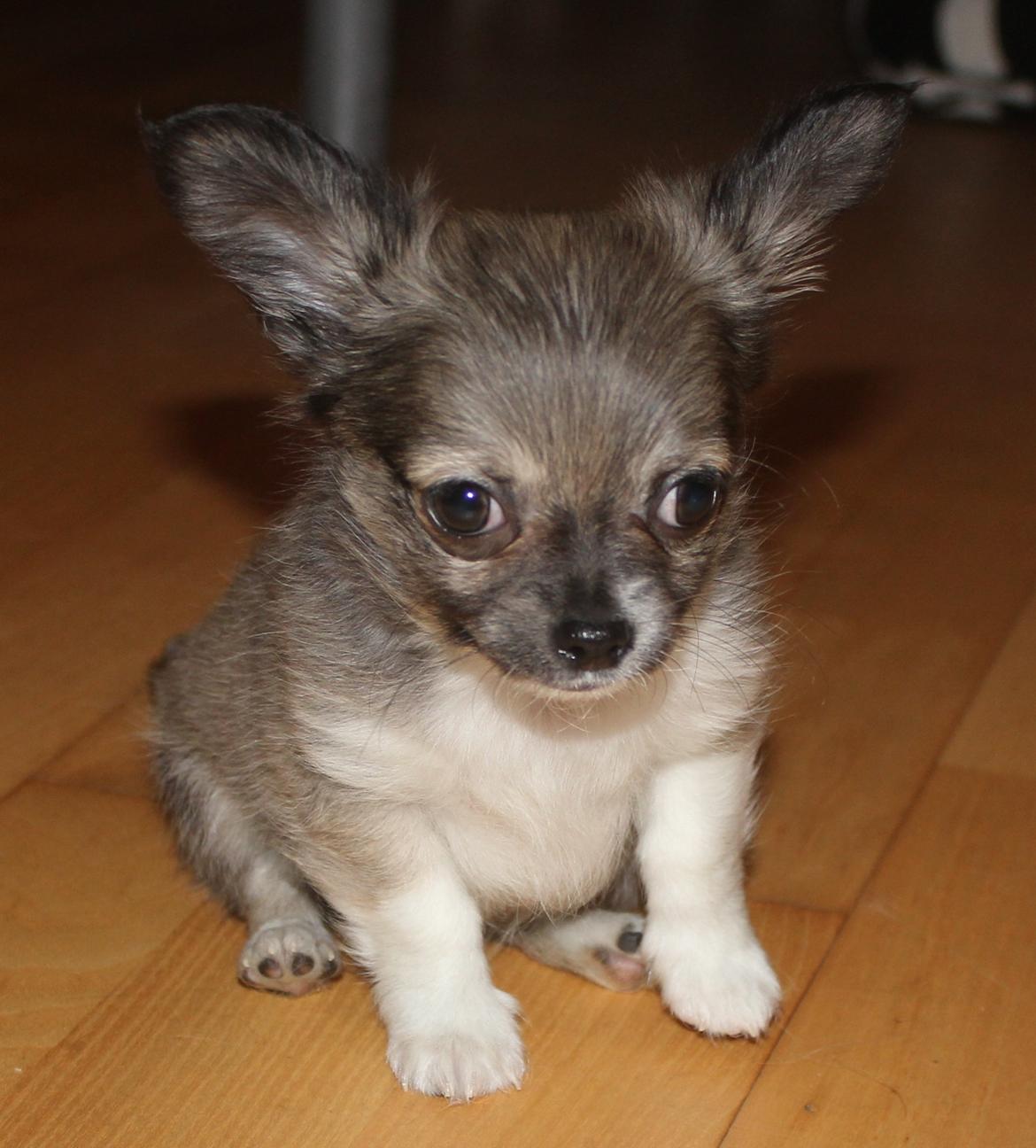 Chihuahua High Fly Stuart little (silver) billede 2