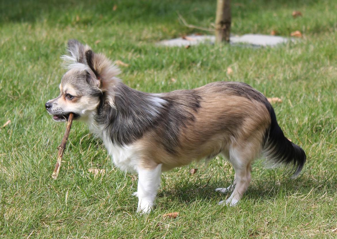 Chihuahua High Fly Stuart little (silver) billede 3