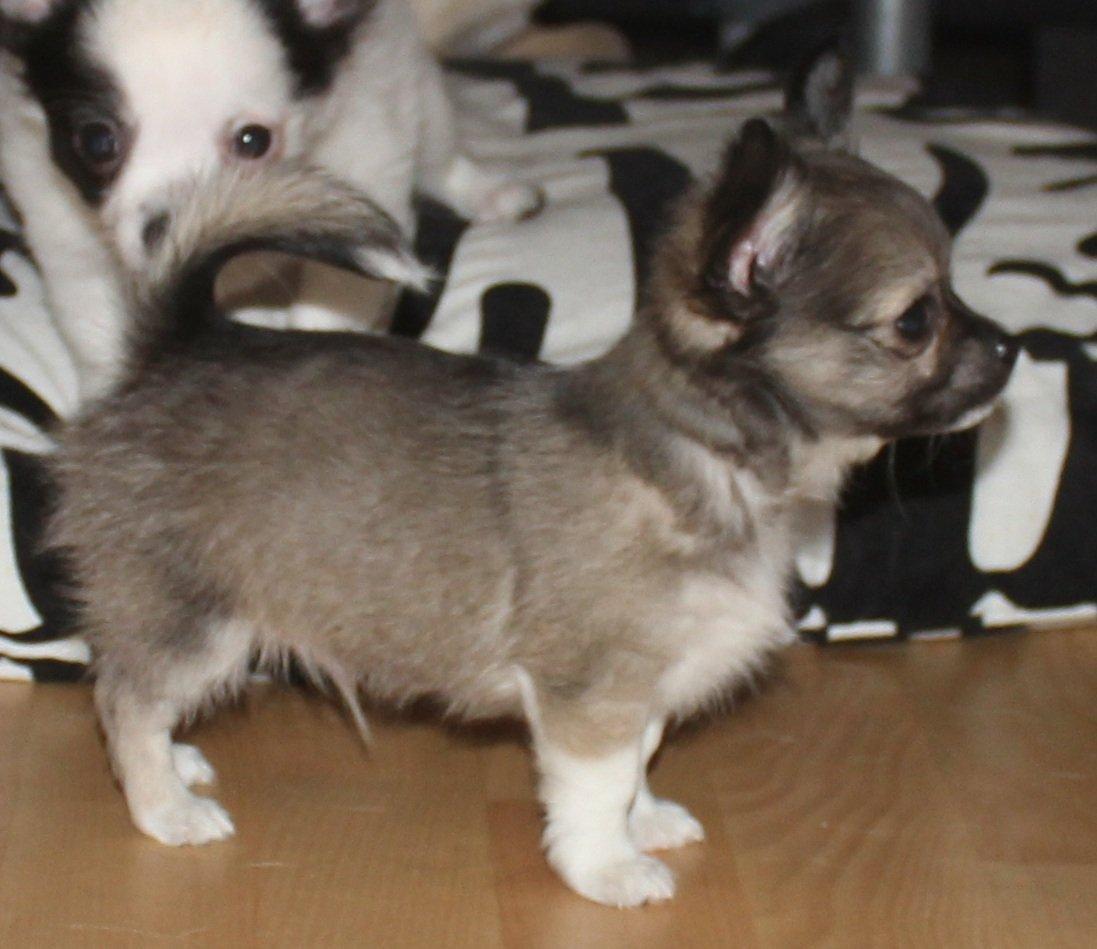 Chihuahua High Fly Stuart little (silver) billede 4