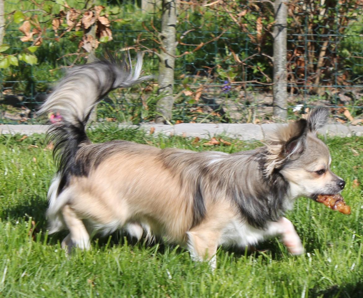 Chihuahua High Fly Stuart little (silver) billede 5