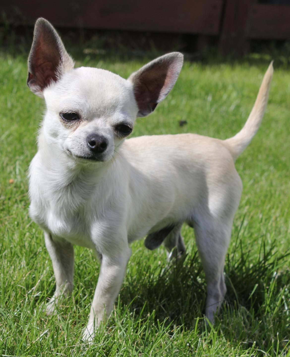 Chihuahua Prinz (Früsli) billede 1