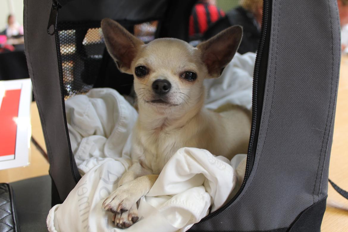 Chihuahua Prinz (Früsli) billede 3