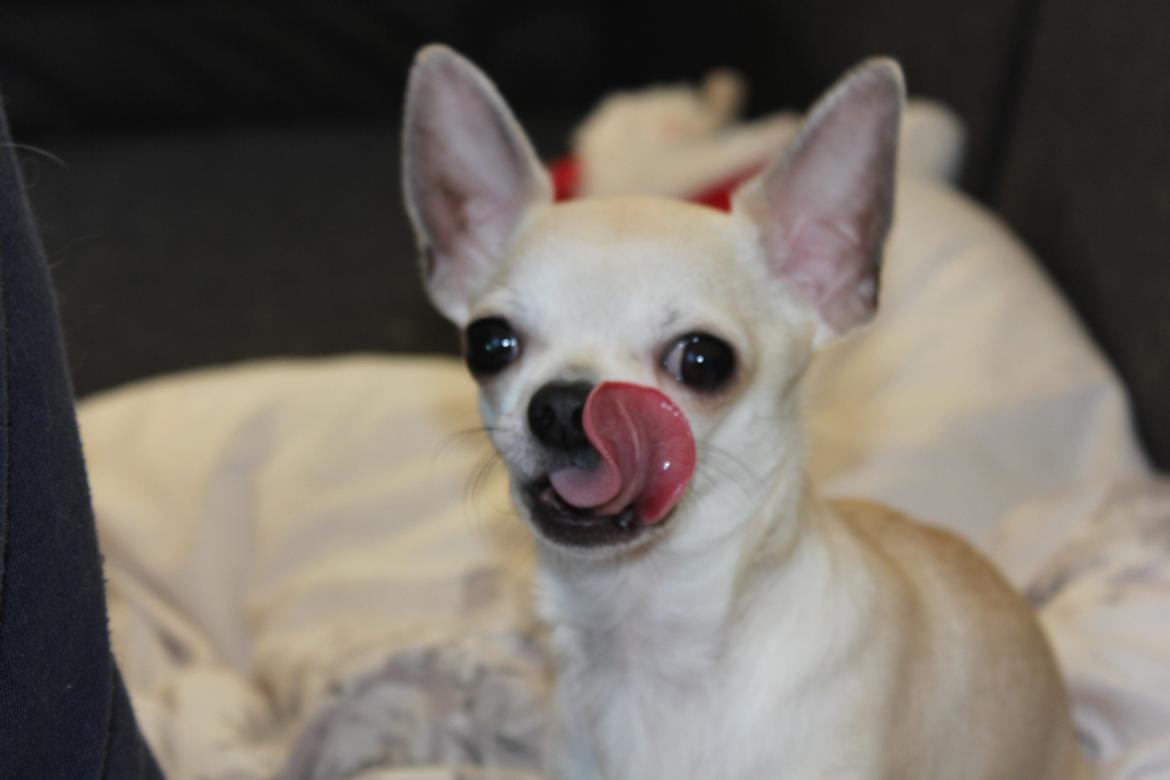 Chihuahua Prinz (Früsli) billede 10