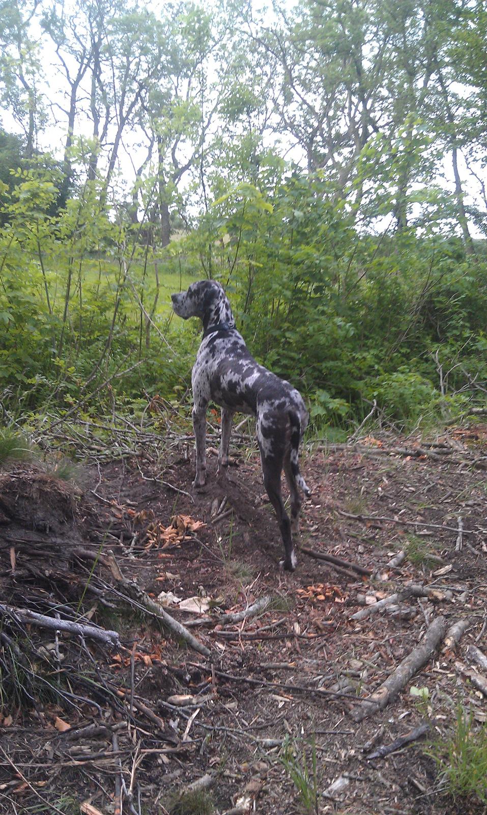 Grand danois Kawa billede 13