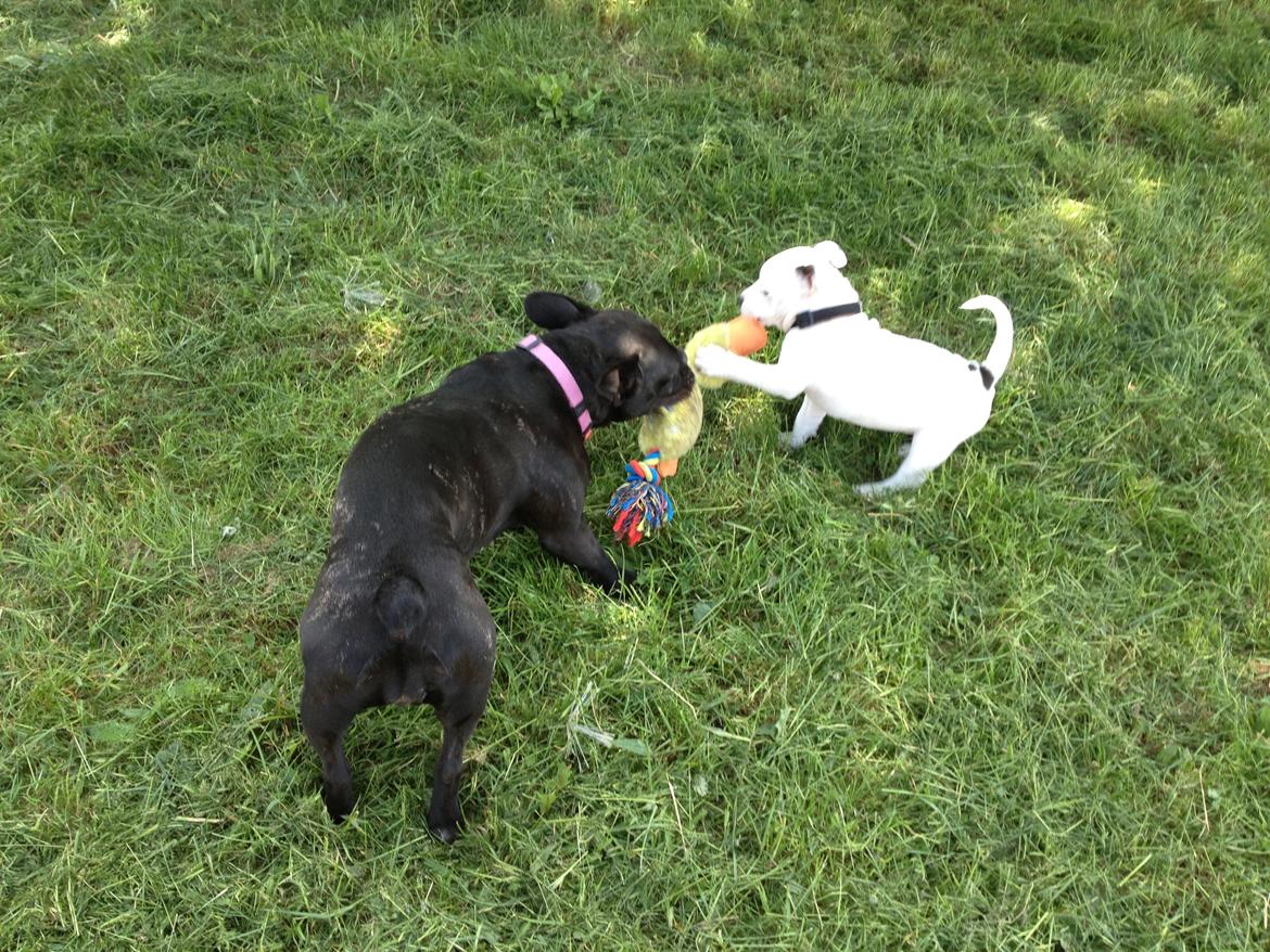 Staffordshire bull terrier Oskar billede 14