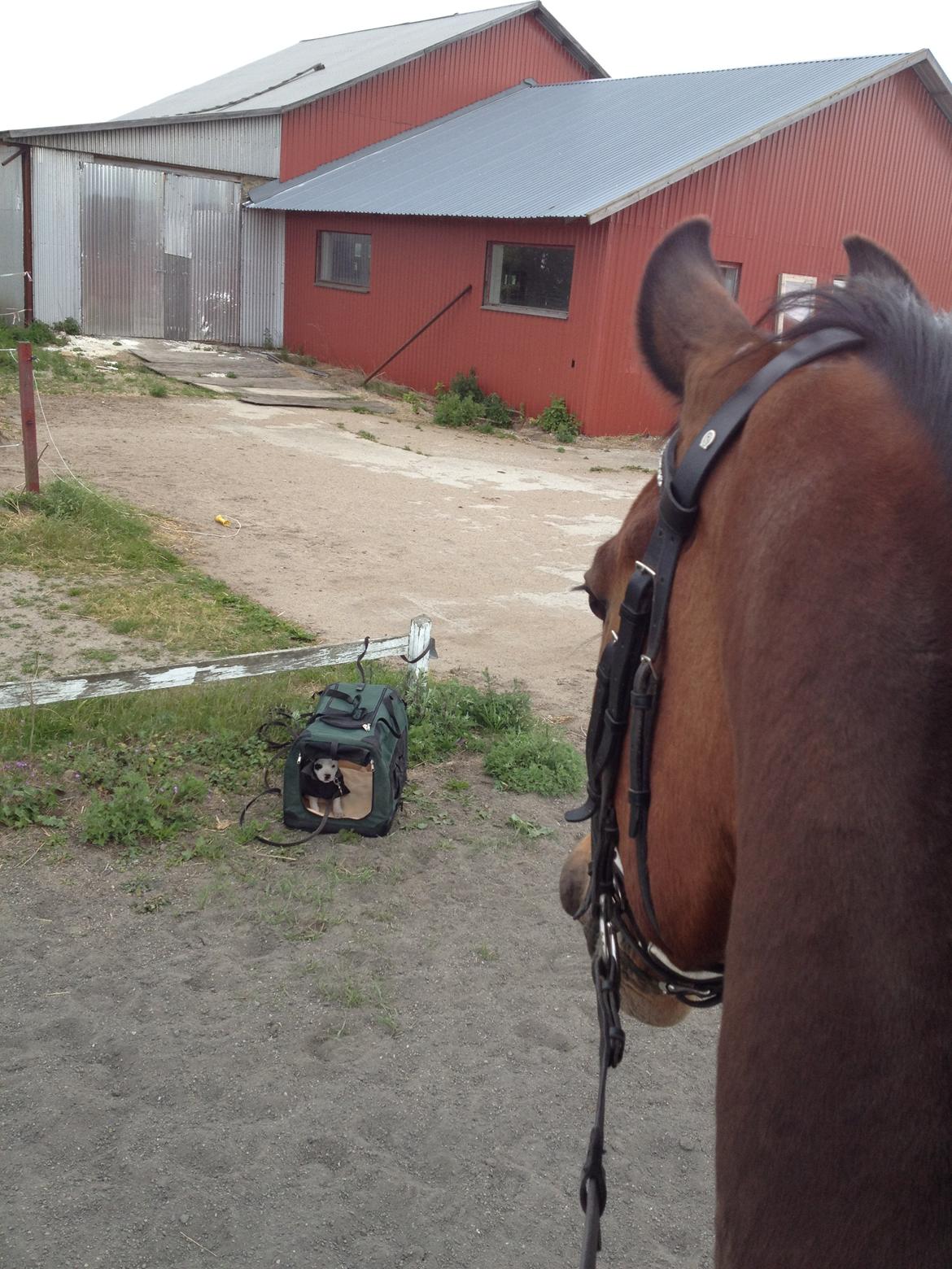 Staffordshire bull terrier Oskar billede 15