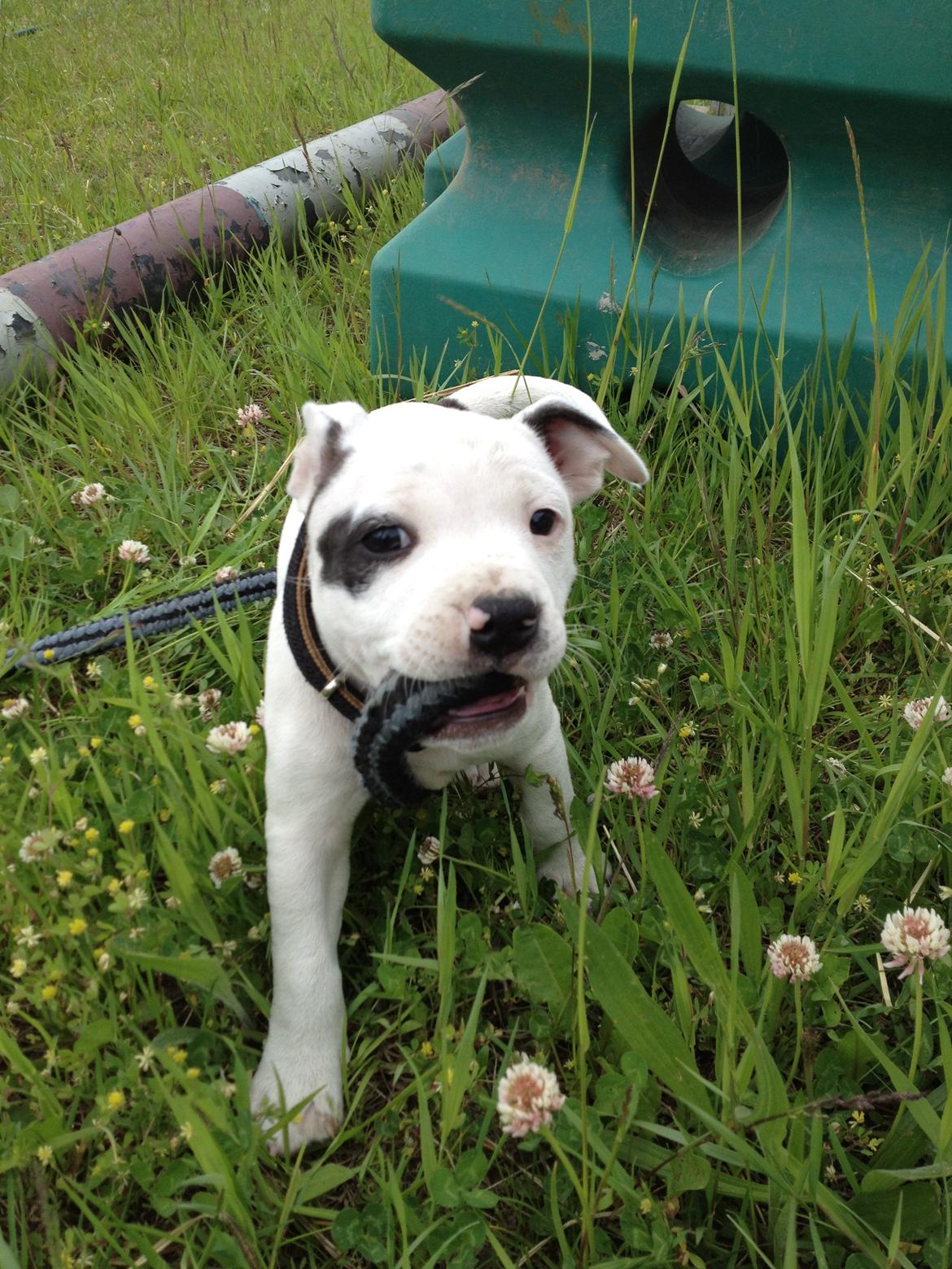 Staffordshire bull terrier Oskar billede 16