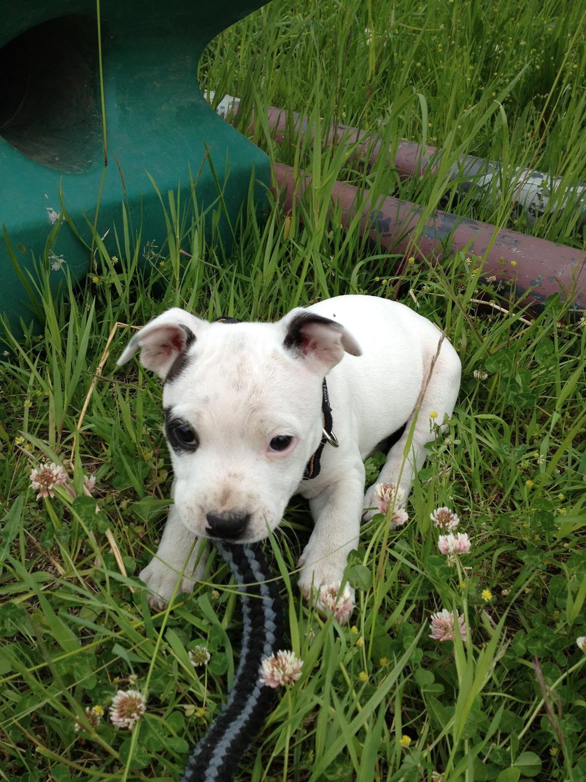 Staffordshire bull terrier Oskar billede 1