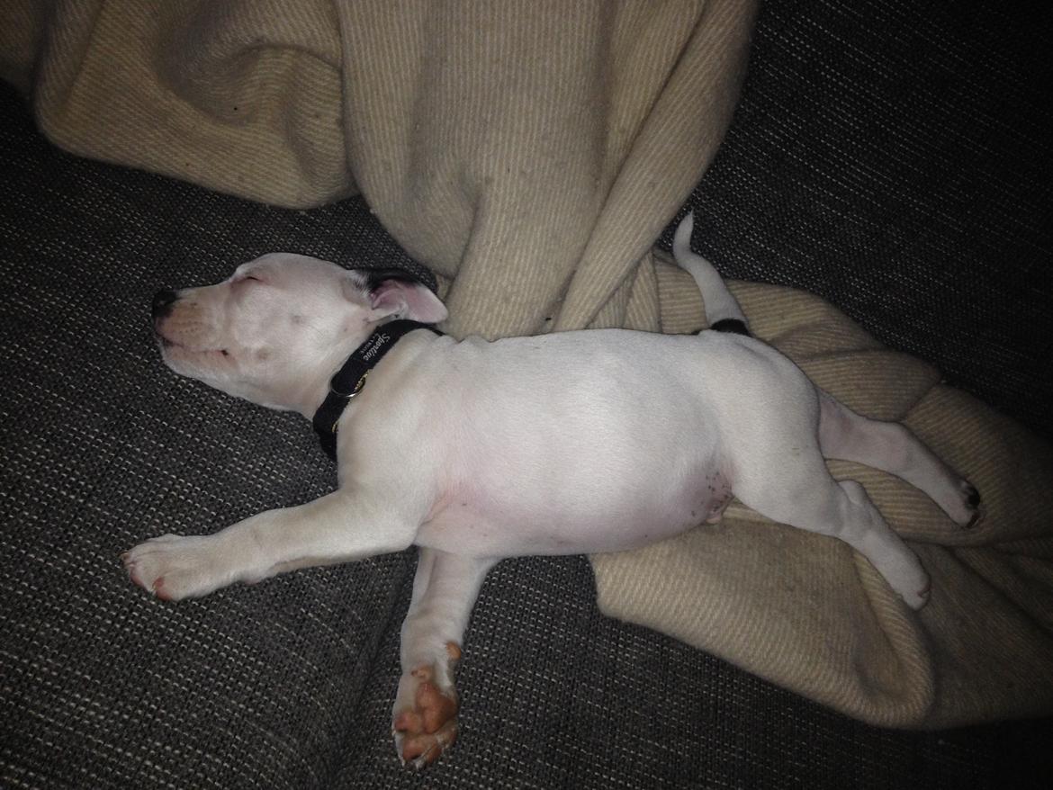 Staffordshire bull terrier Oskar billede 4