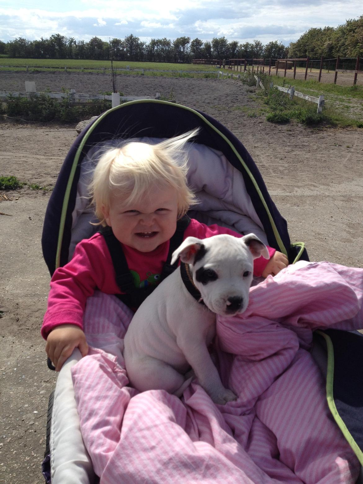 Staffordshire bull terrier Oskar billede 2