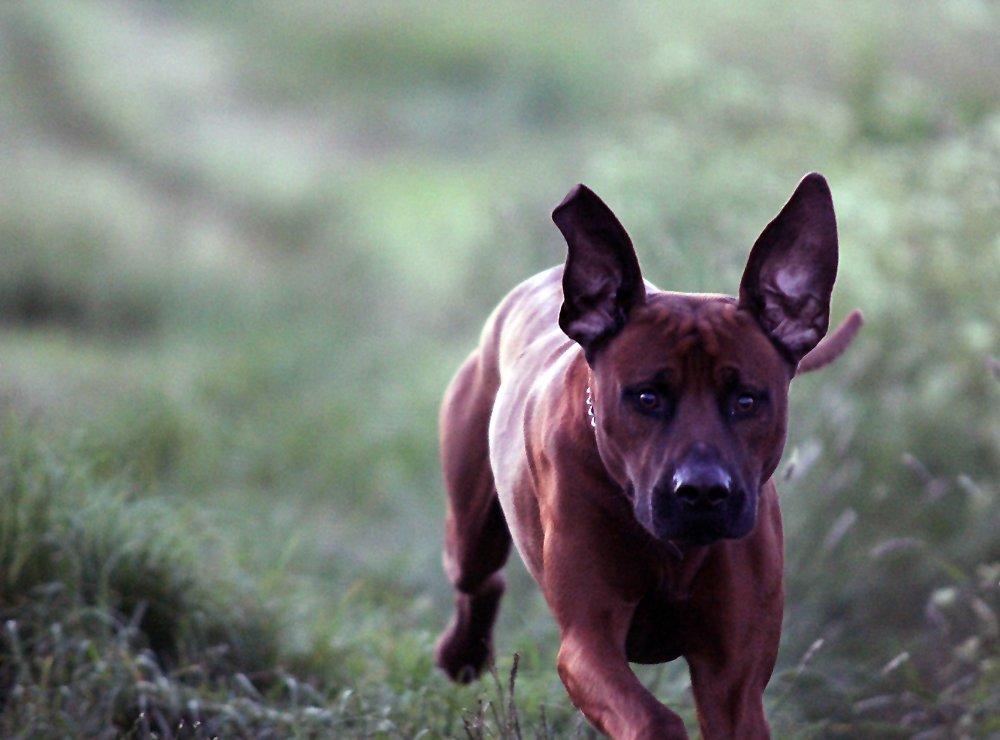 Rhodesian ridgeback - (Bhara-Bhara@Wolle Kirk) Sjumba billede 4