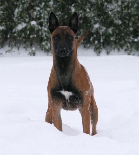 Malinois IPO3 Falco Mi-Ji - over regnbuen  billede 1