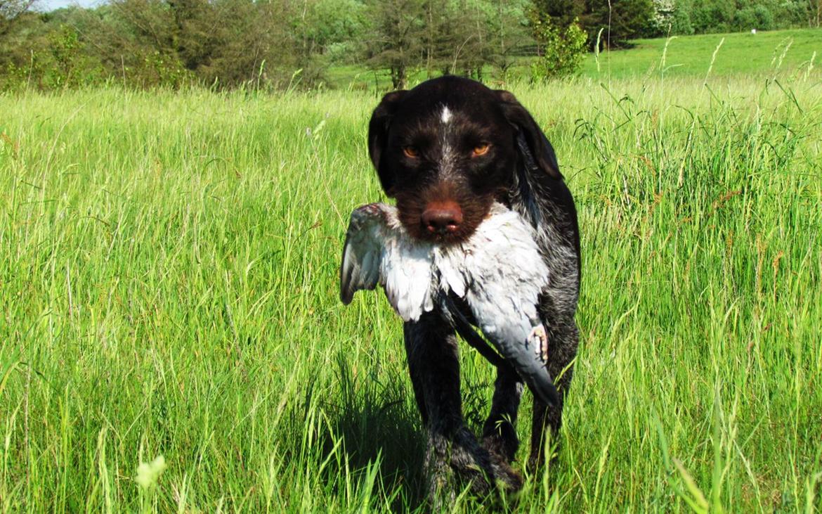 Ruhåret hønsehund Aico - Aico apporterer tamdue i høj vegetation. billede 3