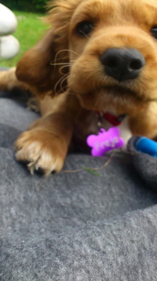 Cocker spaniel Freja billede 17