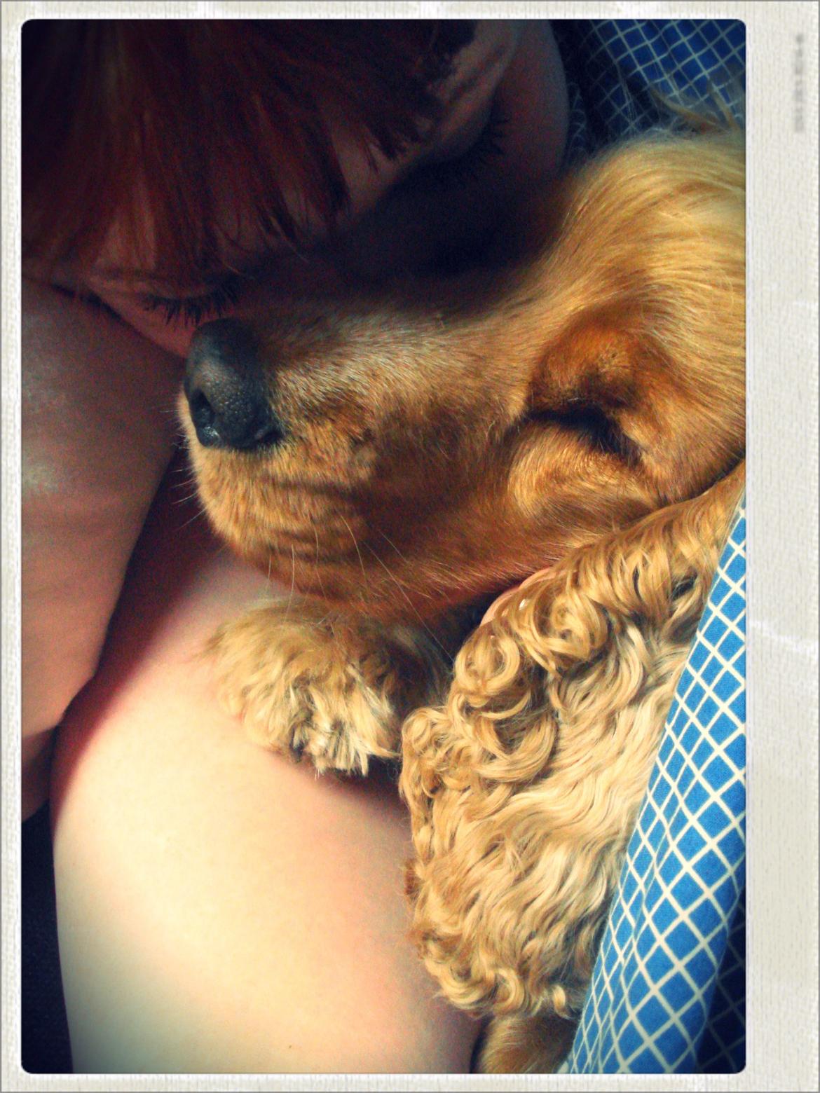 Cocker spaniel Bella (abeungen) - Kælehund <3 billede 14