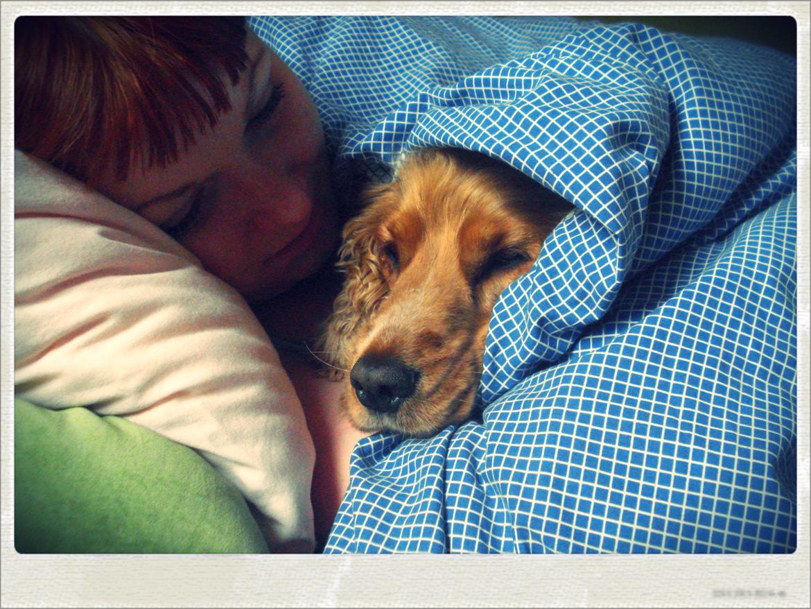 Cocker spaniel Bella (abeungen) - Når man har lidt "ondt i hårrødderne" efter en tøse-bytur, er det guld værd at putte med vapsen på sofaen dagen efter! billede 15