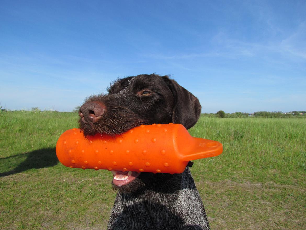 Ruhåret hønsehund Aico billede 5