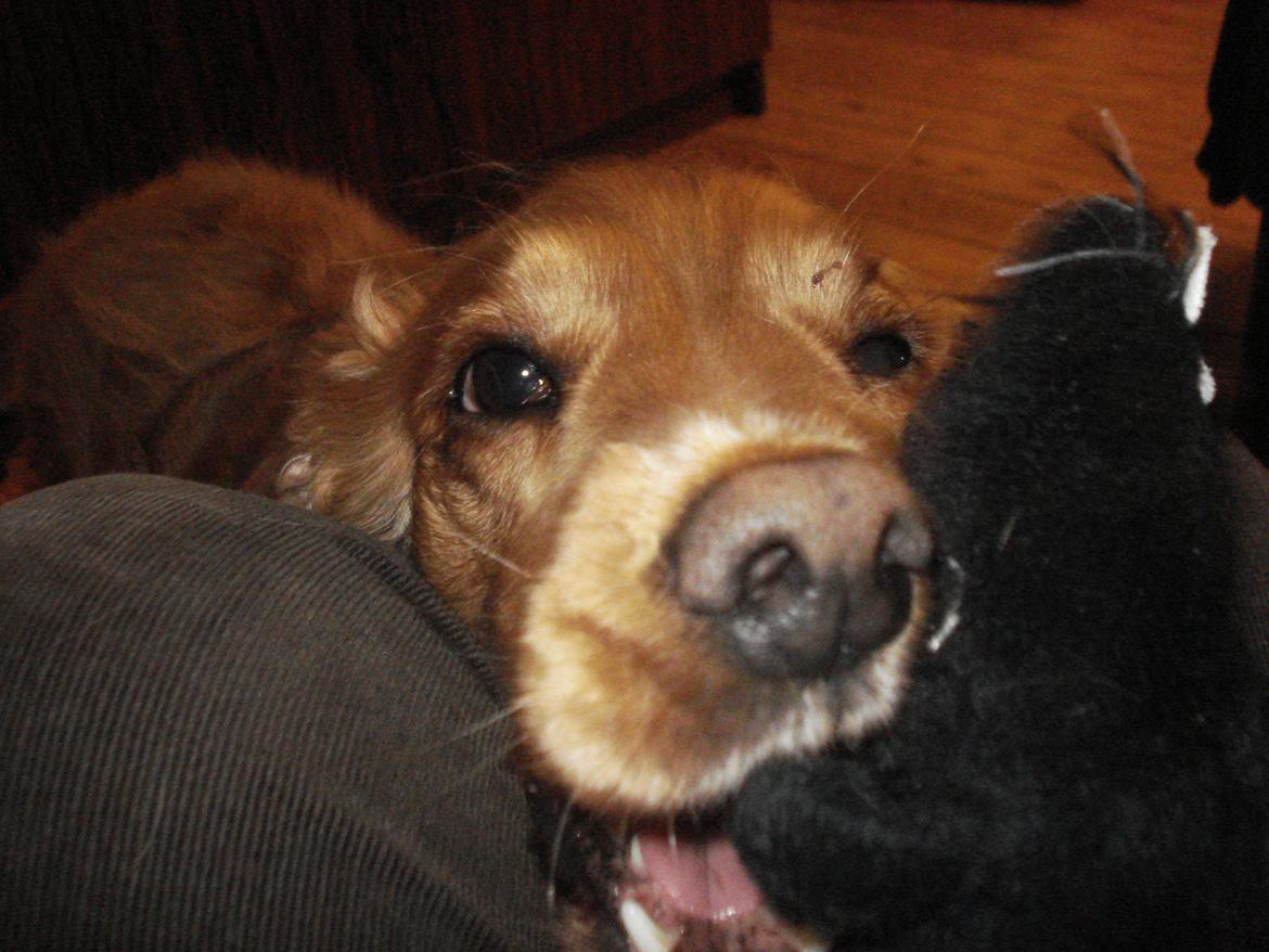 Cocker spaniel Bella (abeungen) - Bellas yndlings legetøj. Hendes sorte rotte, som hun da kan hente, hvis man siger "kan du finde rotten?". billede 17