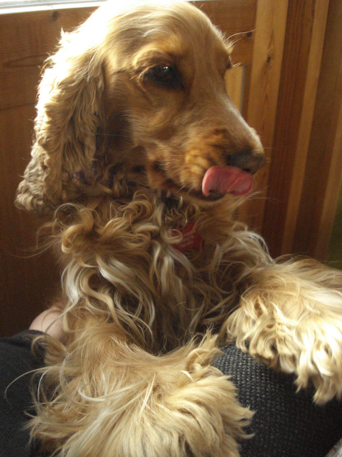 Cocker spaniel Bella (abeungen) - Her står hun vist og tigger lidt mad... billede 18