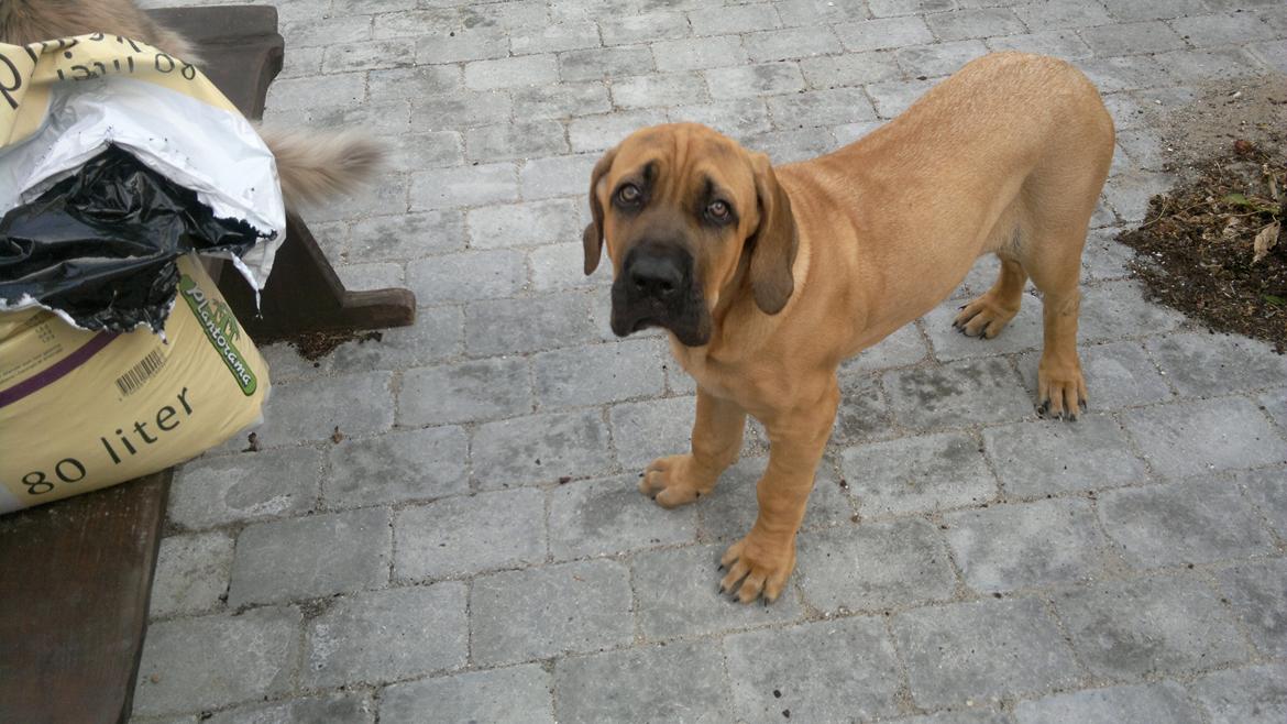 Blanding af racer Møffe - 3 mnd, ca 25 kg. billede 11