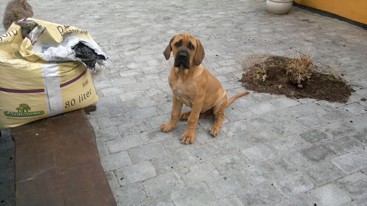 Blanding af racer Møffe - maj 2012 billede 12