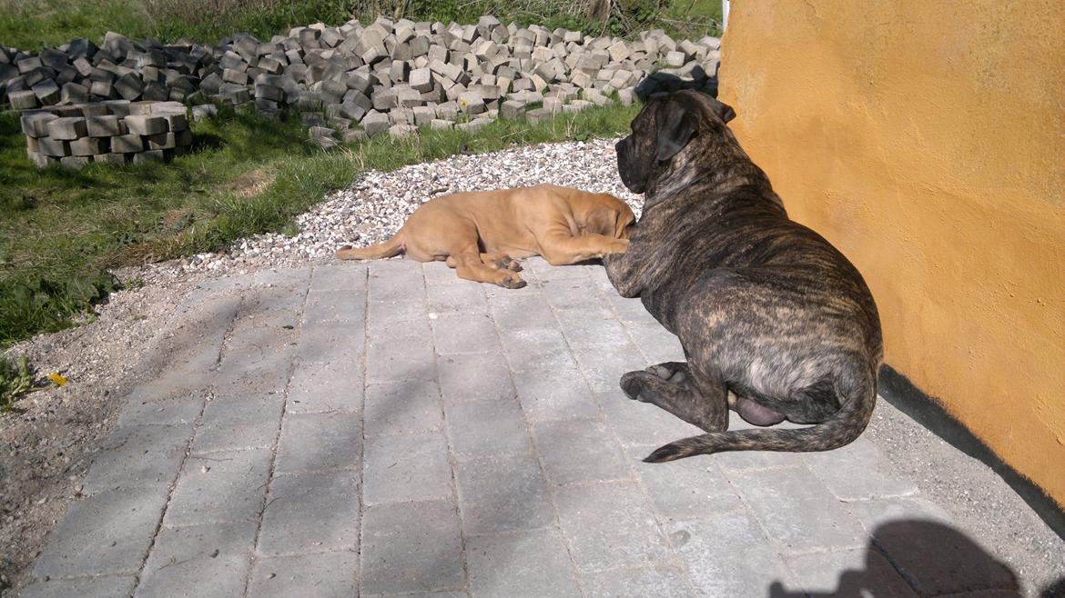 Cane corso Balder - nusser lidt med sønnike billede 10