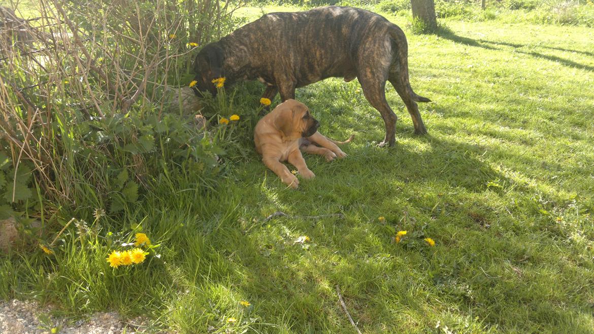 Cane corso Balder billede 11