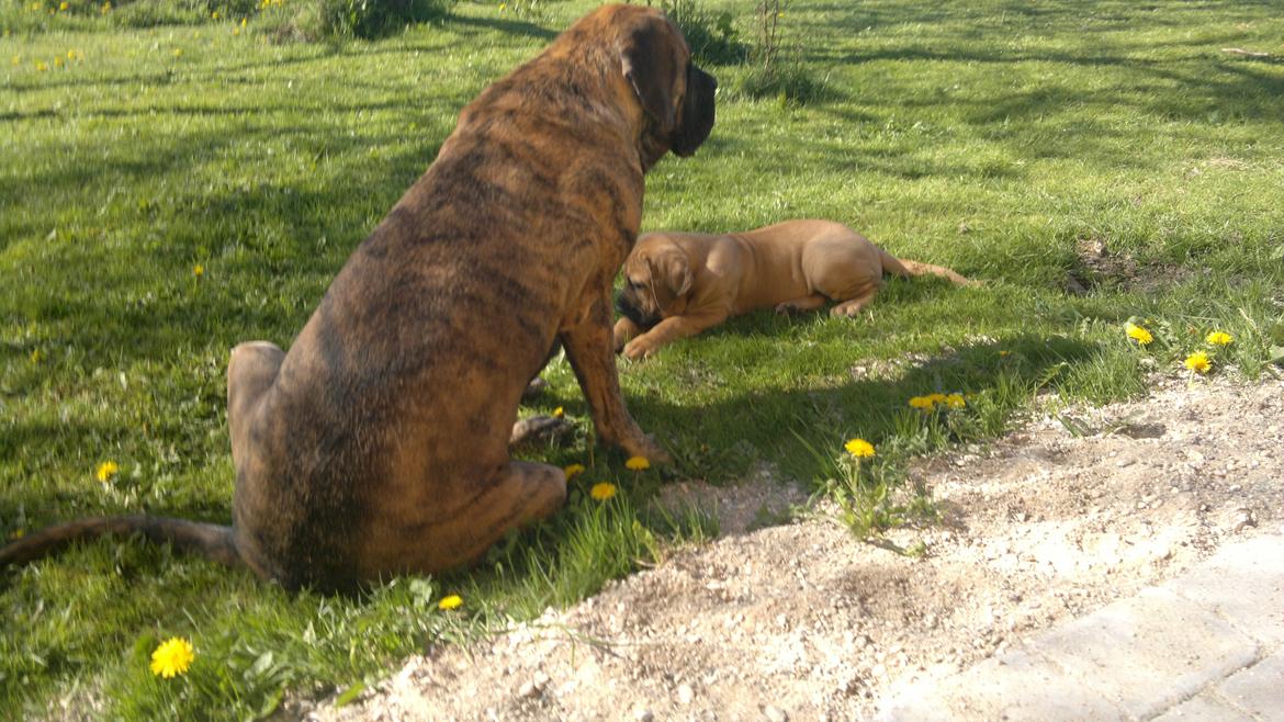 Mastiff Engelsk Mastiff, Bodil billede 10