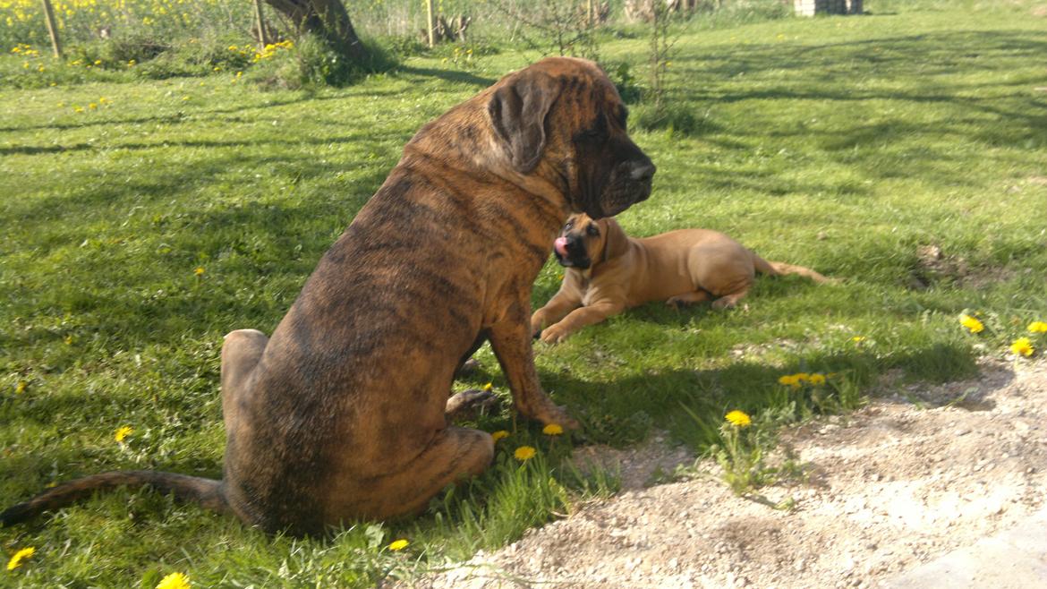 Mastiff Engelsk Mastiff, Bodil - Med sønnike, maj 2012. ca 75 kg. billede 11