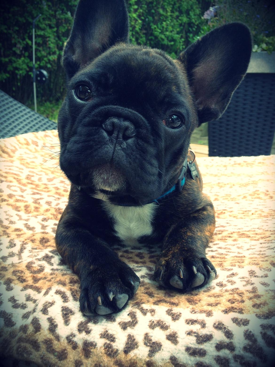Fransk bulldog Balder - Balder12uger.  billede 3