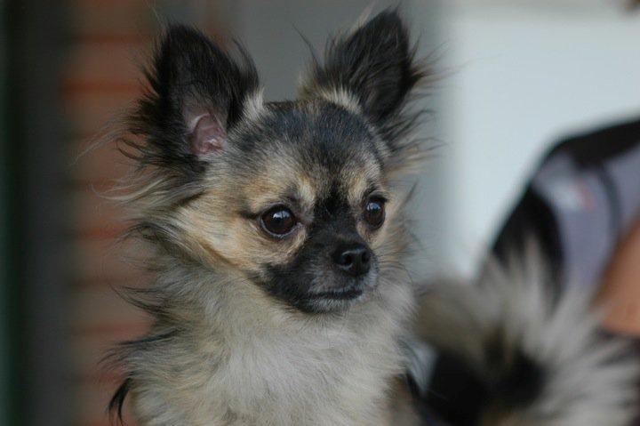 Chihuahua Kong Loui Den Store billede 1