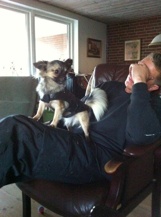 Chihuahua Kong Loui Den Store billede 2