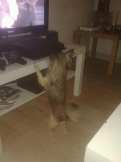 Chihuahua Kong Loui Den Store billede 3