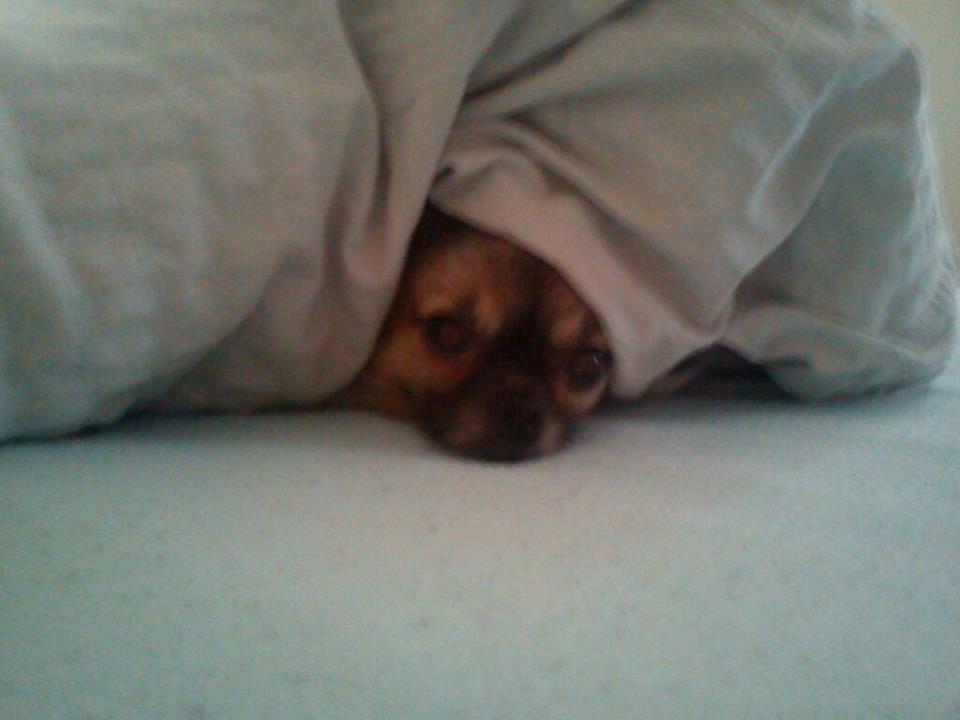 Chihuahua Kong Loui Den Store billede 4