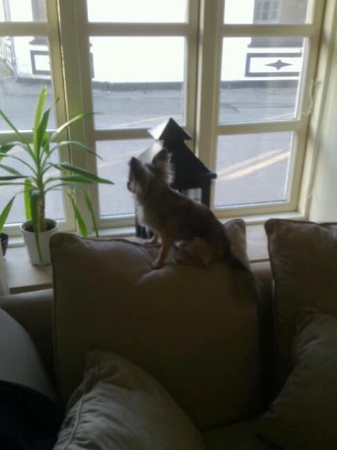 Chihuahua Kong Loui Den Store billede 5